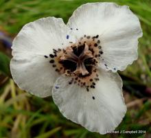 Moraea atropunctata