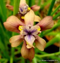 Moraea vegata