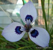 Moraea aristata