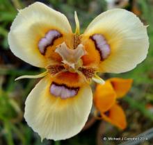 Moraea tulbagensis