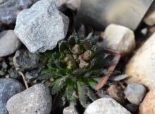 Draba aizoides