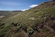 A coastal turf dominated by Gentianella saxosa 