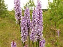 Rather large Dactylorhiza