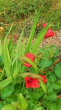 Gladiolus flanaganii