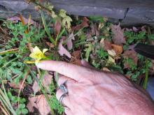 flower & finger for sizing