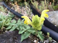 Scutellaria polyodon (syn. of S. caucasica)