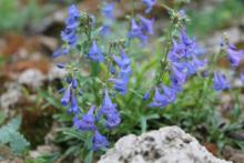 Penstemon virens