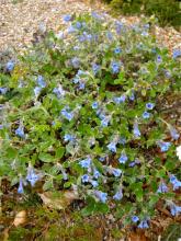 Lithodora oleifolia