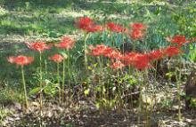 Lycoris Radiata