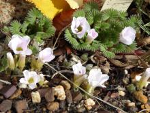 Oxalis palmifrons