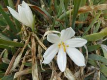 Sternbergia candida