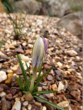 Crocus imperati