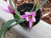 Hesperantha humilis