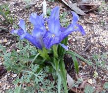 Iris planifolia