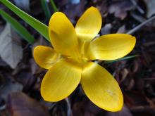 Crocus olivieri ssp olivieri