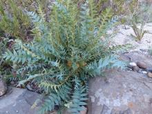 dryandra - Banksia