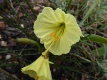 seedling Narcissus maybe from Ianmon.close-up