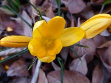 .Crocus.flavus.