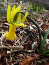 Narcissus 'Papa Snoz'