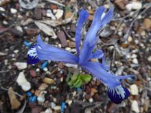 Iris Clairette