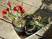 Romulea in pots