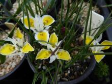 Moraea macronyx