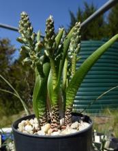 Lachenalia bolusii