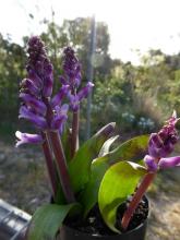 Lachenalia orchioides var glaucina