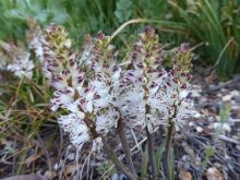 Lachenalia contaminata