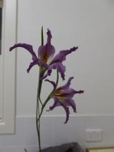 Gladiolus.liliaceus@night-time