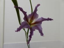 Gladiolus.liliaceus@night-time