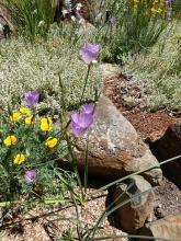 Calochortus splendens