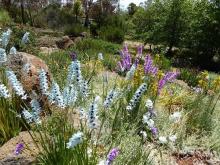 Ixia "Teal" and seedlings