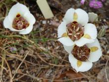 Calochortus venustus