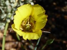 Calochortus clavatus.var,recurvifolius