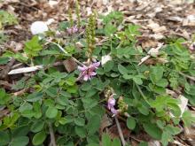 Indigofera pseudotinctoria