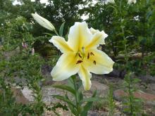 Orient-pet lilium Belladonna