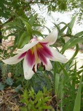 O-T. Lilium 'Silk Road'