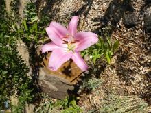 O-T. Lilium 'Table Dance'