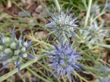 Eryngium ovinum