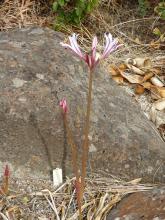 Lycoris incarnata 31-01-16