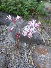 Lycoris incarnata