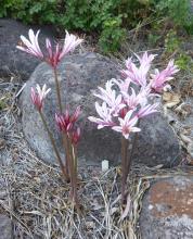 Lycoris incarnata 2-02-16