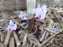 Cyclamen rohlfsianum