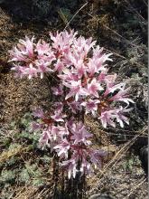 Lycoris incarnata