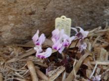 Cyclamen rohlfsianum