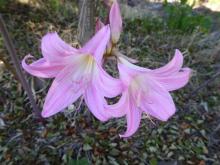 mid-pink seedling Amaryllis belladonna