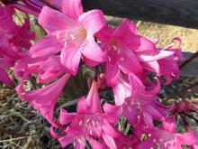 deep-pink Amaryllis belladonna