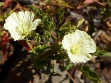 Monsonia emarginata