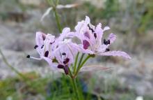 Nerine filifolia